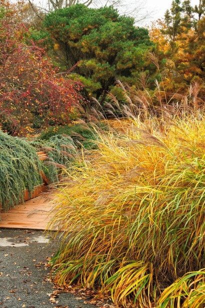 Кущ міскантуса `Літл Зебра` восени — золотисте листя